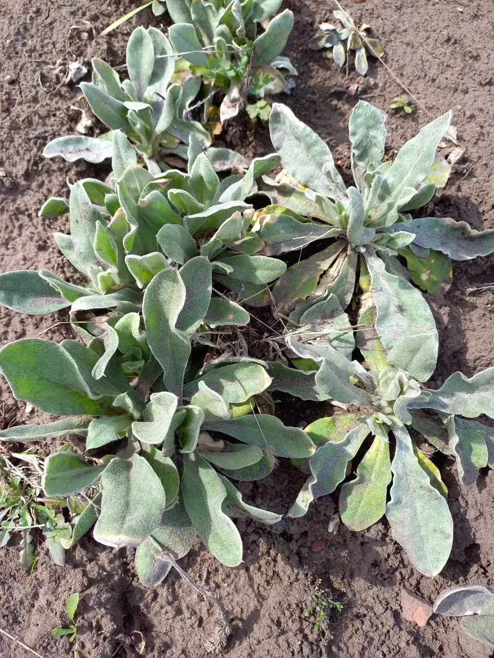 Лихнис Дема - Растения (Хобби и отдых) в Уфа