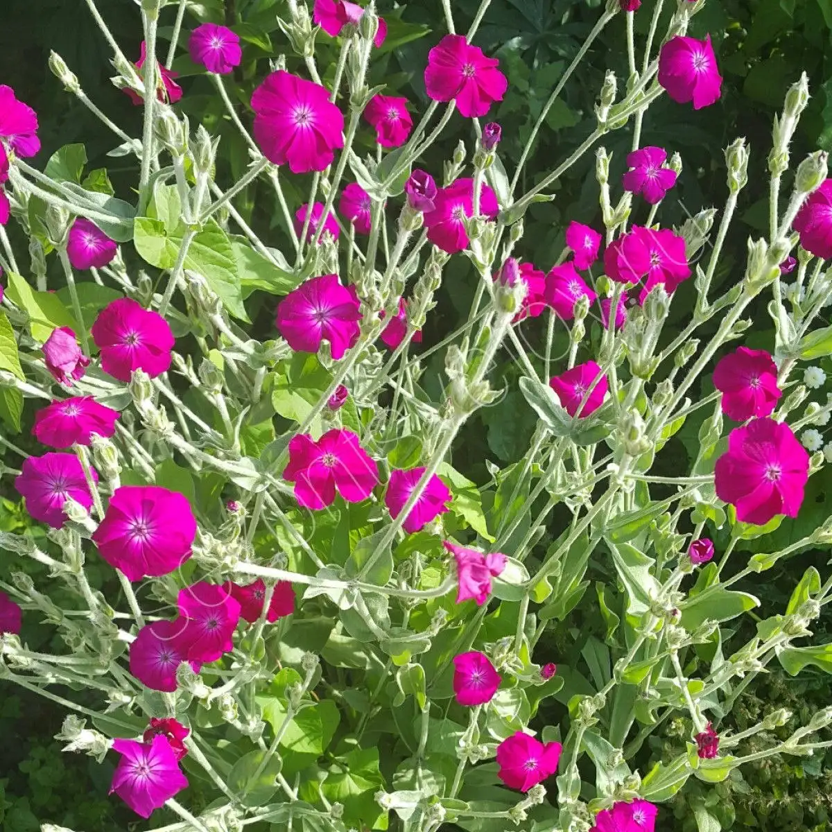 Лихнис Дема - Растения (Хобби и отдых) в Уфа