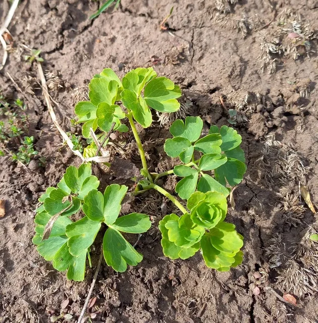 Аквилегия растения - Спортивные товары в Уфа