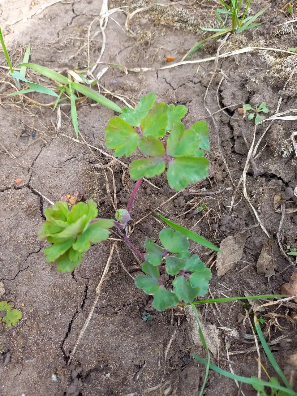 Аквилегия растения - Растения (Хобби и отдых) в Уфа