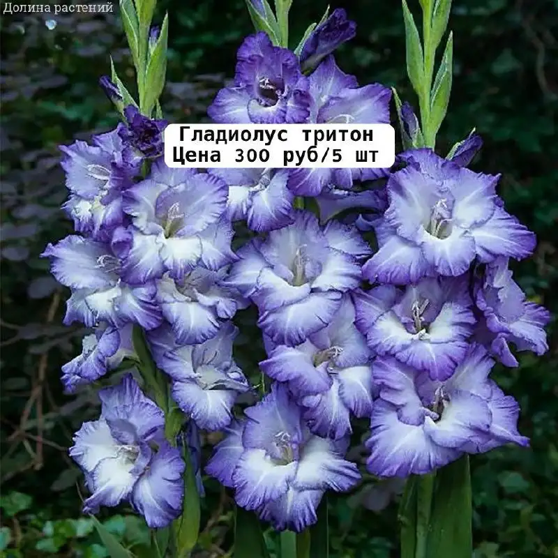 Растения с доставкой в Уфе - Растения (Хобби и отдых) в Уфа