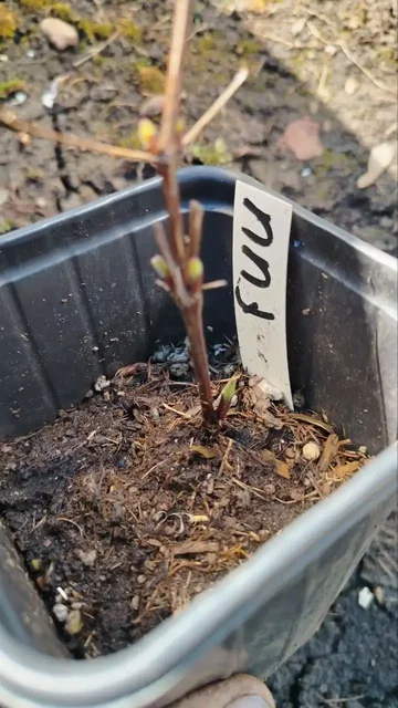 Клематисы: Пурпуреа плена элеганс, Мульти блю, Хейгли гибрид, Вайлдфайр - Спортивные товары в Уфа