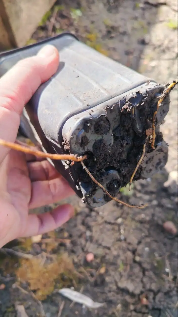 Клематисы: Пурпуреа плена элеганс, Мульти блю, Хейгли гибрид, Вайлдфайр - Растения (Хобби и отдых) в Уфа