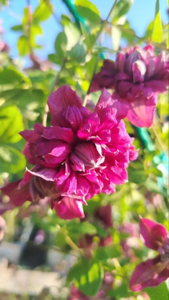 Клематисы: Пурпуреа плена элеганс, Мульти блю, Хейгли гибрид, Вайлдфайр - Растения (Хобби и отдых) в Уфа