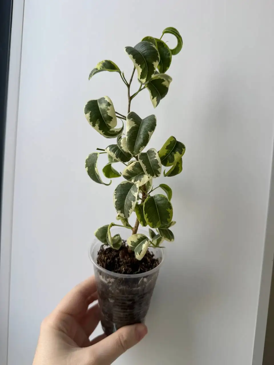 Фикус Ирен - Растения (Барахолка) в Уфа