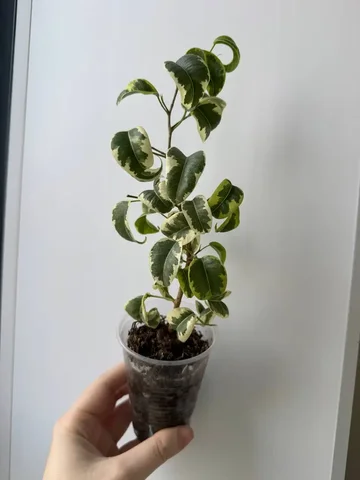 Фикус Ирен - Растения/Семена в Уфа