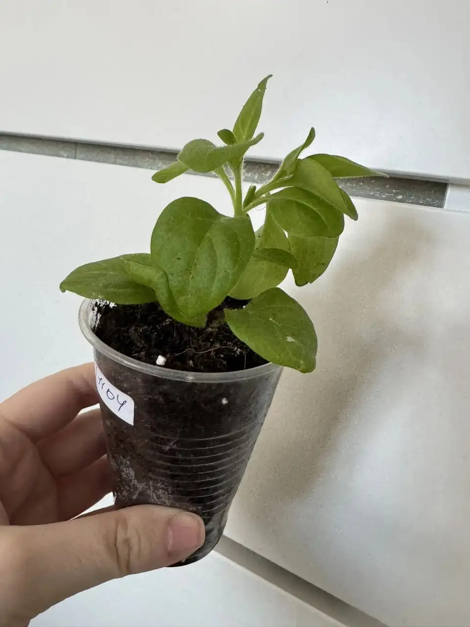 Петуния ампельная Тайдал Сильвер - Растения (Хобби и отдых) в Уфа