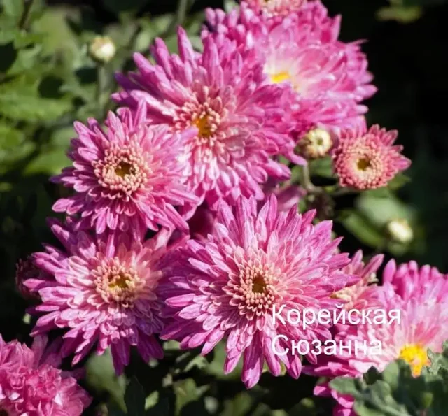 Хризантема по 80 рублей - Спортивные товары в Уфа