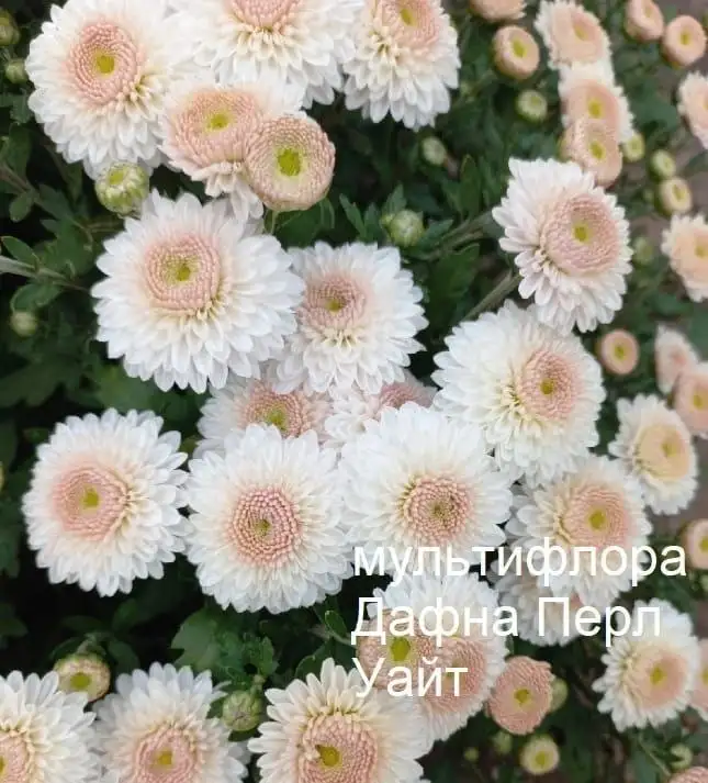 Хризантема по 80 рублей - Растения (Хобби и отдых) в Уфа