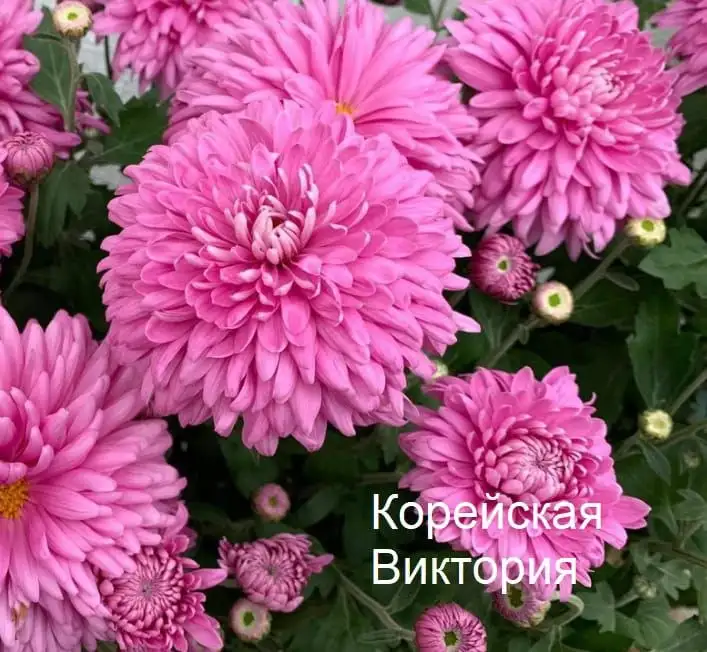 Хризантема по 80 рублей - Растения (Хобби и отдых) в Уфа