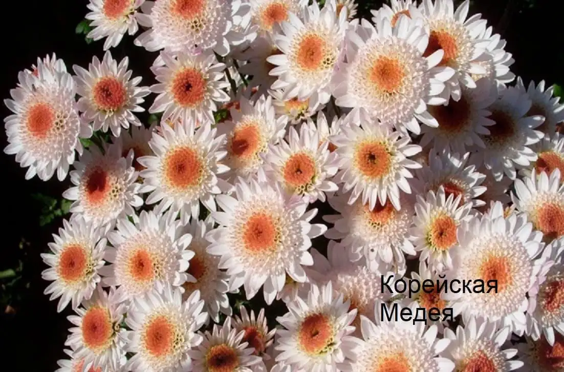 Хризантема по 80 рублей - Растения (Хобби и отдых) в Уфа