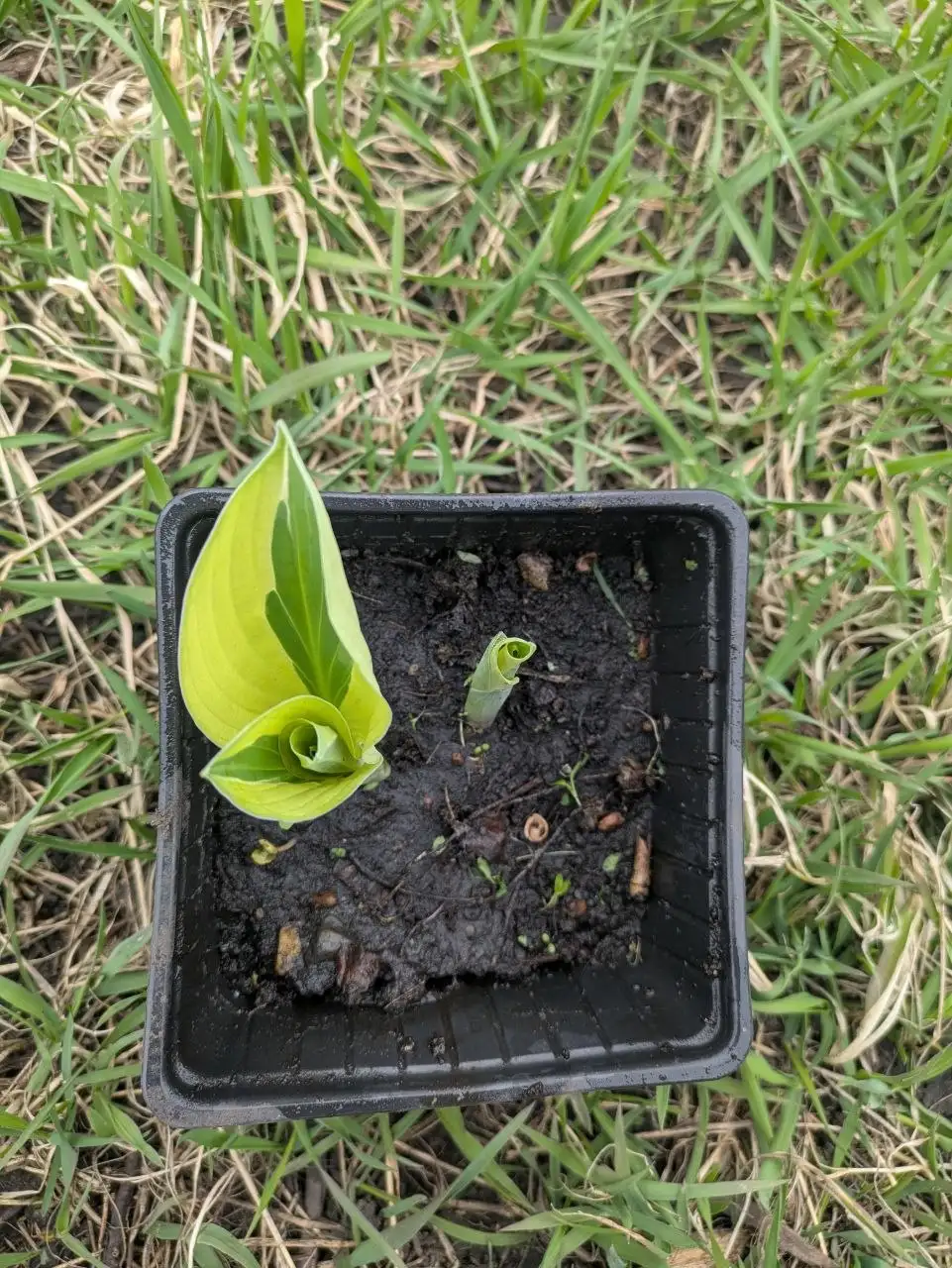 Продажа растений Хоста Йелоу и Бруннера Сильвер харт - Растения (Хобби и отдых) в Уфа