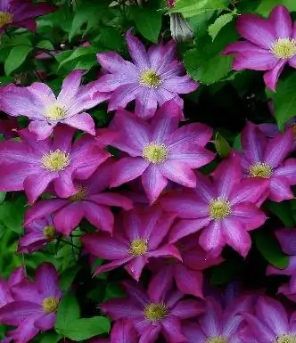 Саженец клематиса Какио 2 группы обрезки - Растения (Хобби и отдых) в Уфа