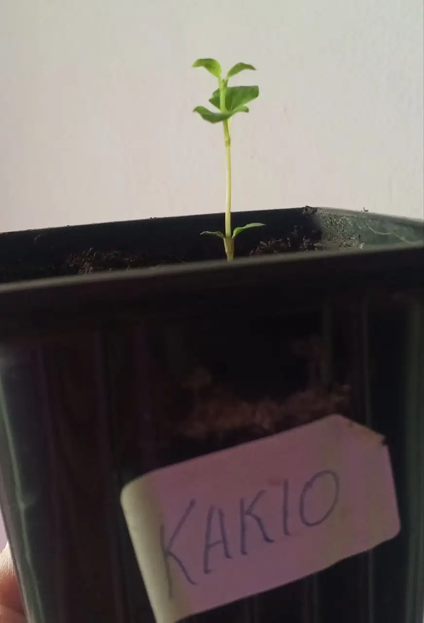 Саженец клематиса Какио 2 группы обрезки - Растения (Хобби и отдых) в Уфа