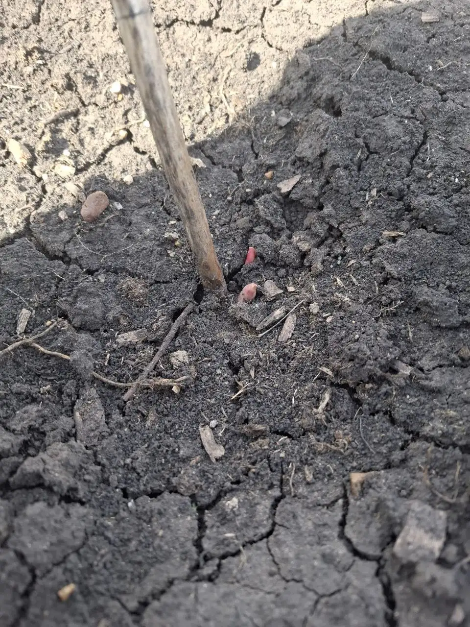 Пион желтый бартзелла для посадки - Растения (Хобби и отдых) в Уфа