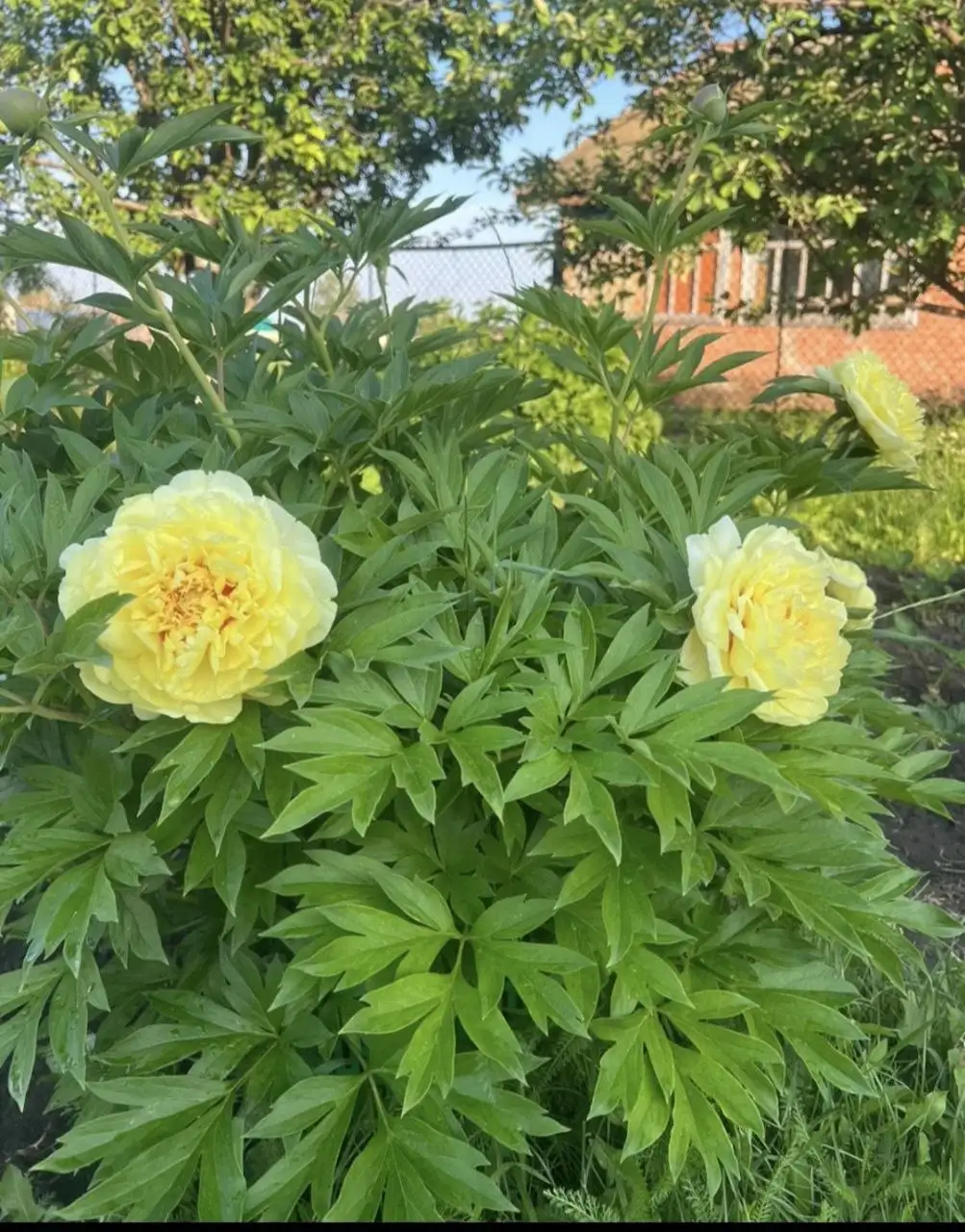 Пион желтый бартзелла для посадки - Растения (Хобби и отдых) в Уфа