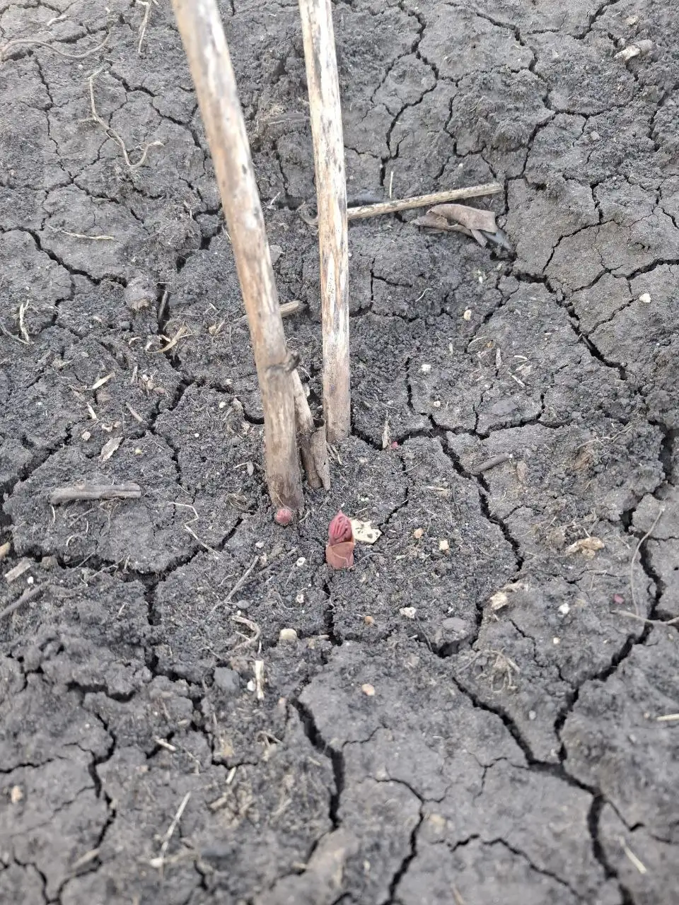 Пион обильный ранний с 5+ почками - Растения (Хобби и отдых) в Уфа