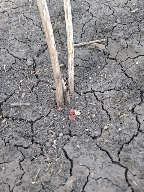 Пион обильный ранний с 5+ почками - Творчество/Рукоделие в Уфа