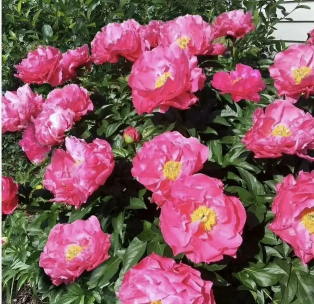 Пион обильный ранний с 5+ почками - Растения (Хобби и отдых) в Уфа