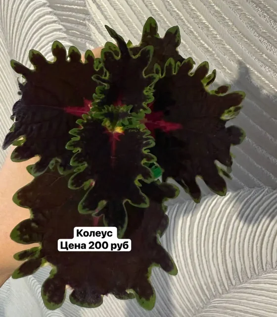 Продажа растений с доставкой в Уфе - Творчество/Рукоделие в Уфа