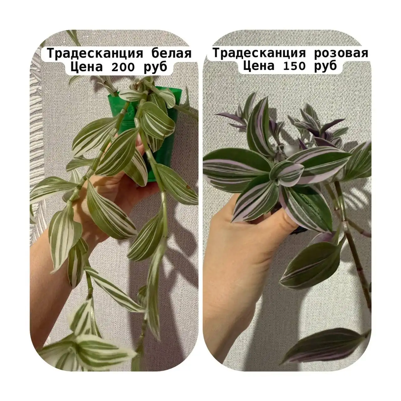 Продажа растений с доставкой в Уфе - Растения (Хобби и отдых) в Уфа