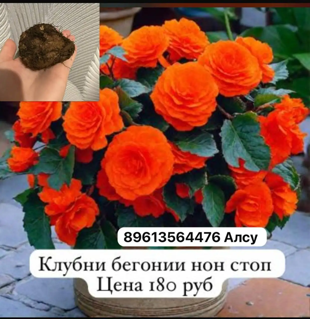 Продажа растений с доставкой в Уфе - Растения (Хобби и отдых) в Уфа