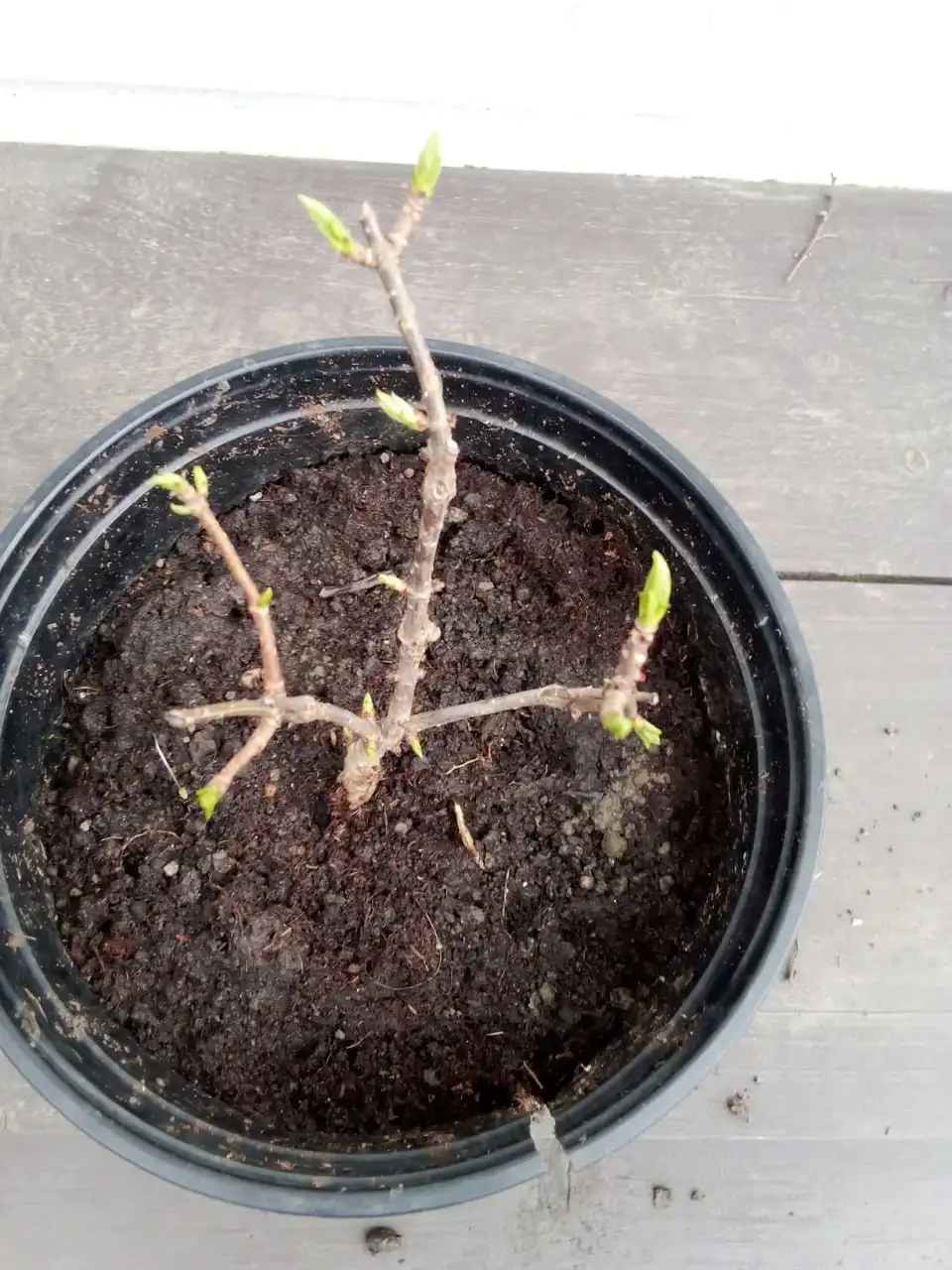 Гортензия граффити, двухлетка - Растения (Хобби и отдых) в Уфа