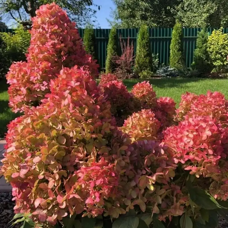 Гортензия граффити, двухлетка - Растения (Хобби и отдых) в Уфа
