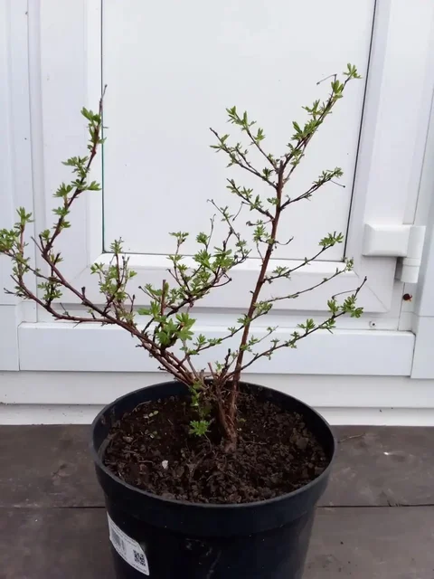 Продажа лапчатки кустарниковой (курильский чай) - Творчество/Рукоделие в Уфа