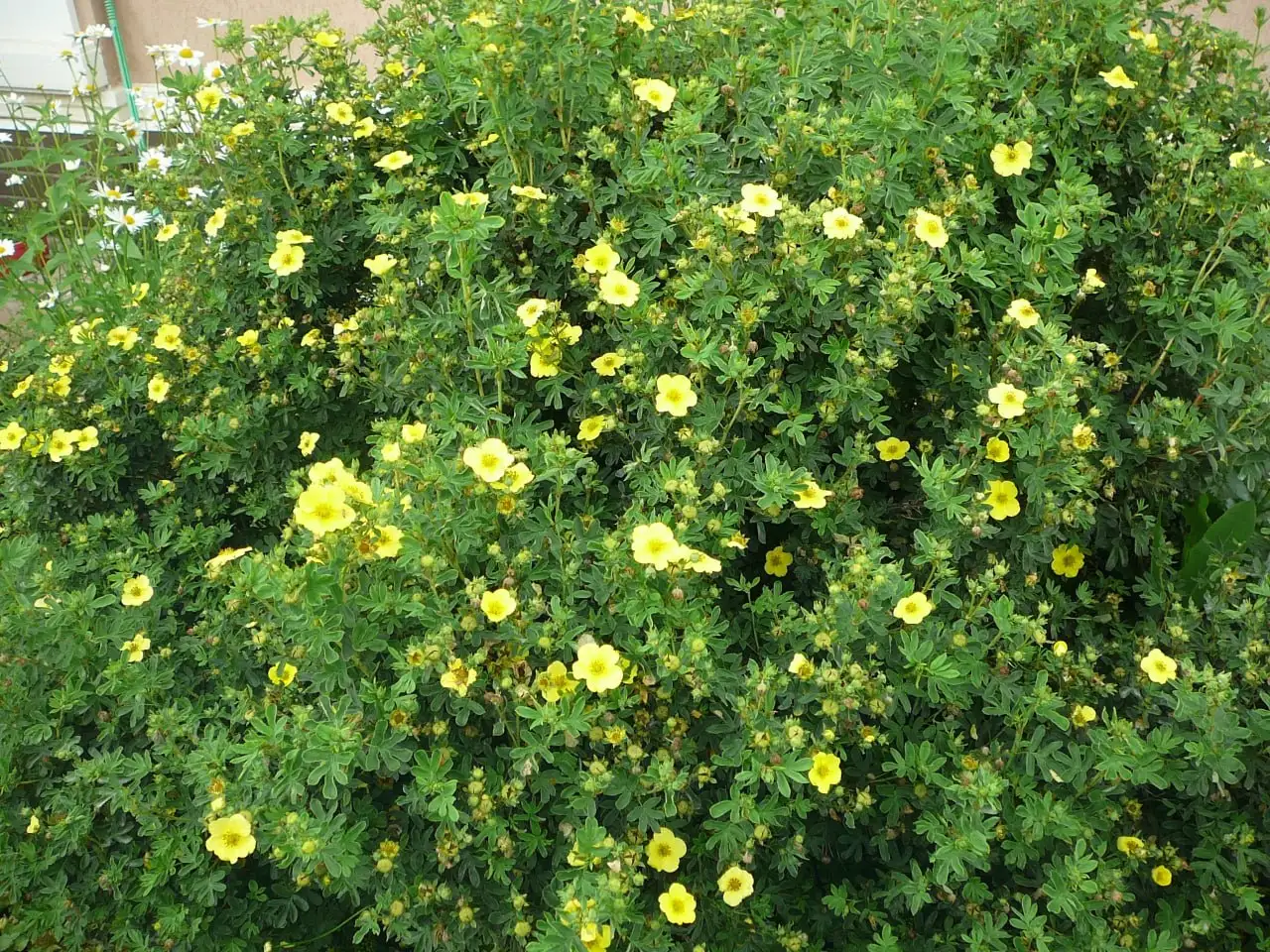 Продажа лапчатки кустарниковой (курильский чай) - Растения (Хобби и отдых) в Уфа