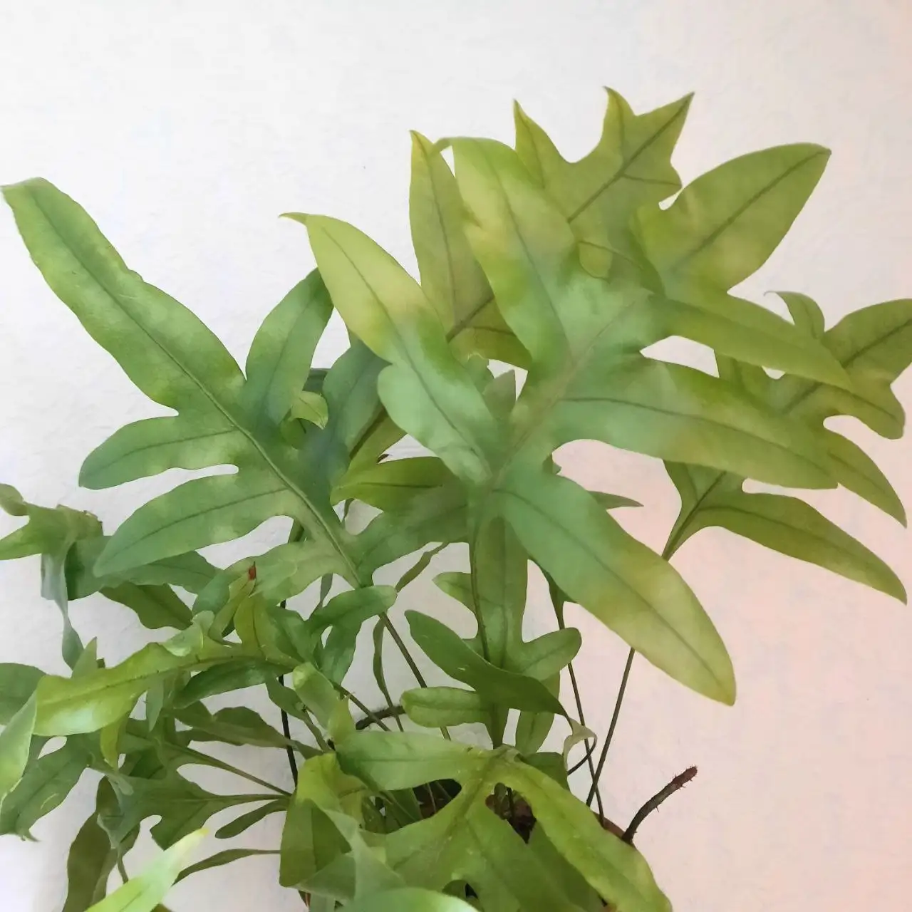 Папоротник Флебодиум - Растения (Хобби и отдых) в Уфа