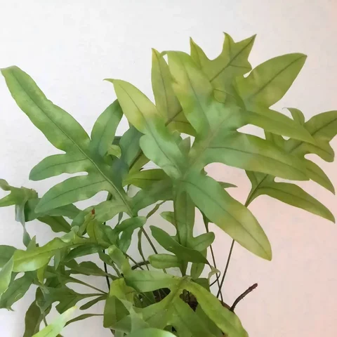 Папоротник Флебодиум - Хобби и отдых в Уфа