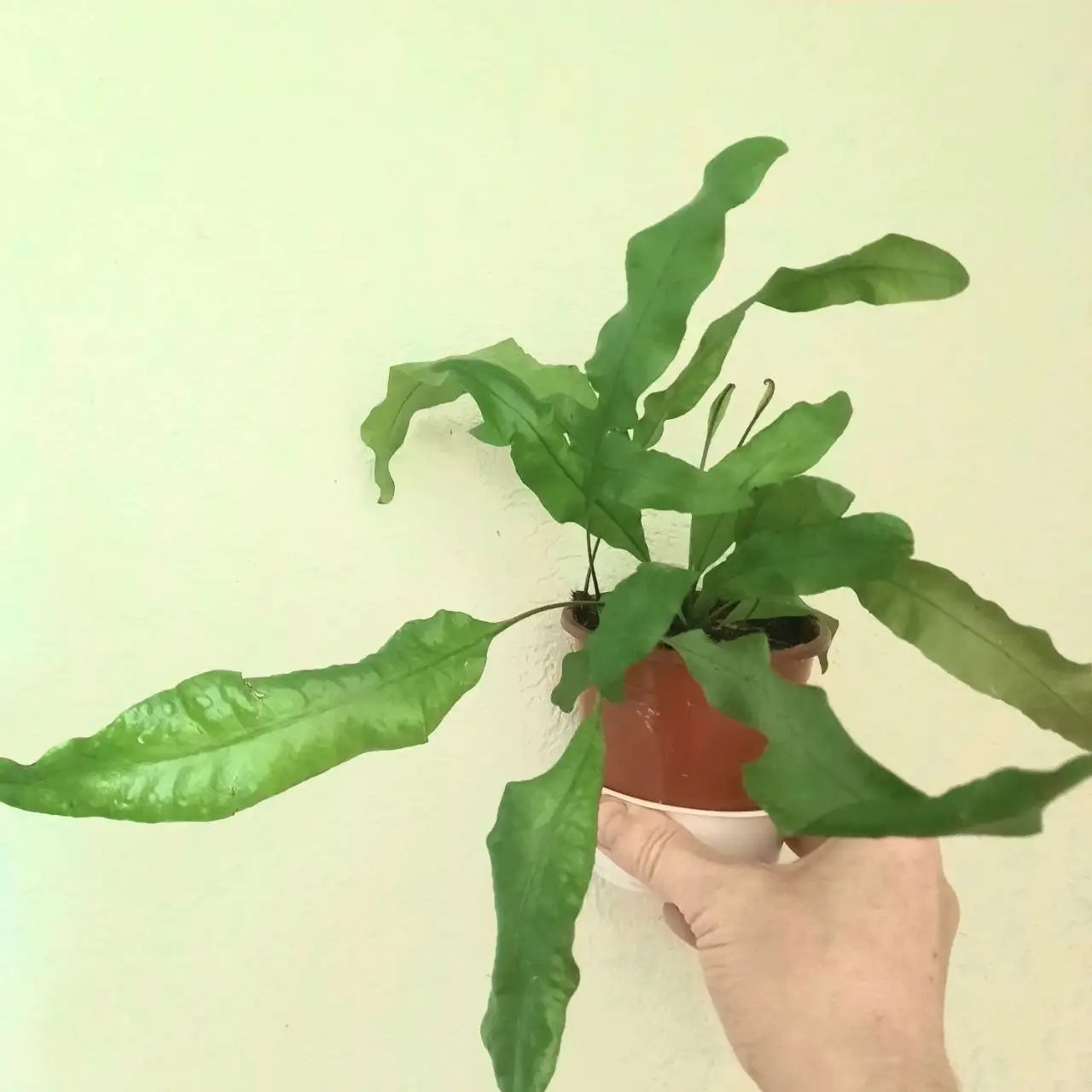 Папоротник Флебодиум - Растения (Хобби и отдых) в Уфа