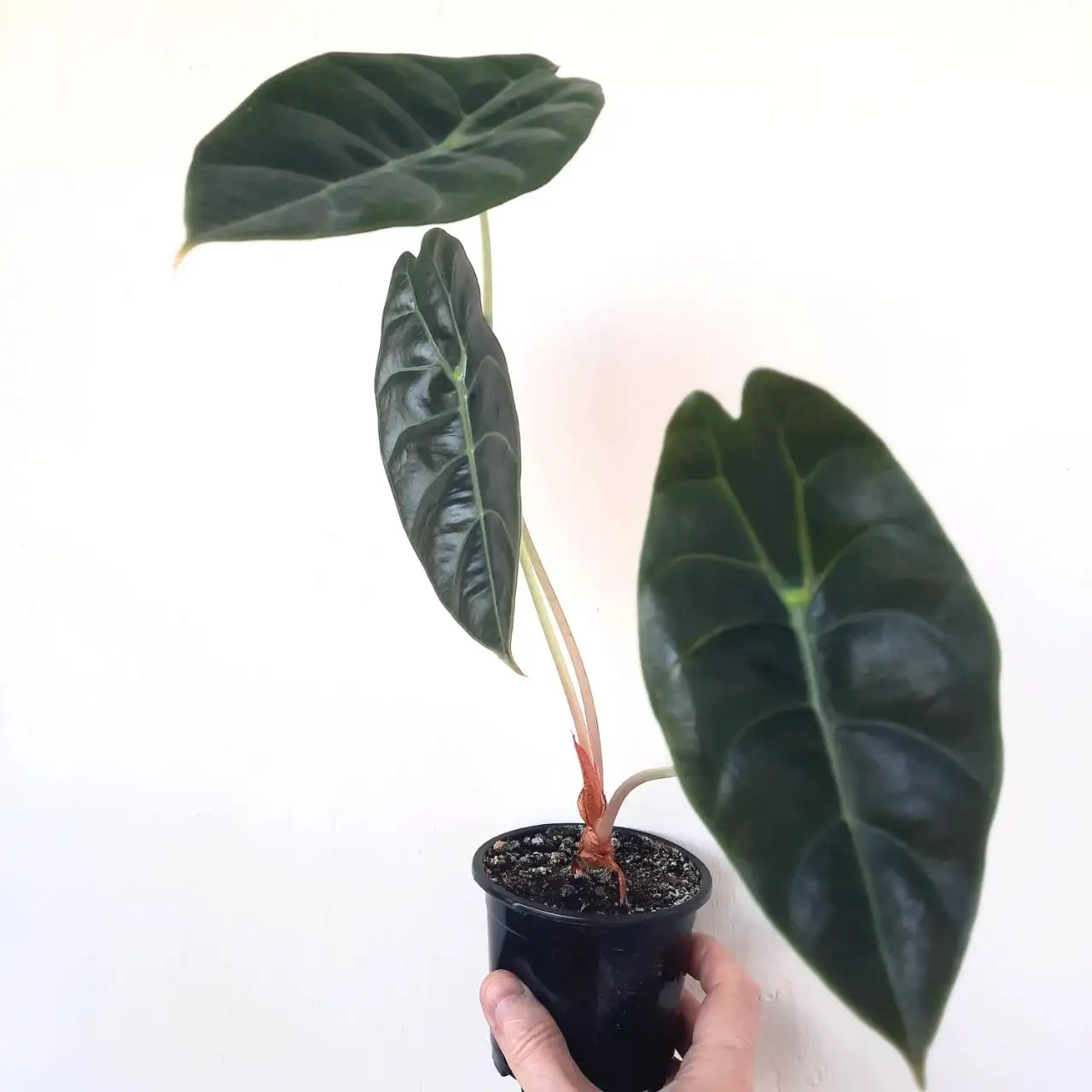 Продам алоказию седении - Растения (Хобби и отдых) в Уфа