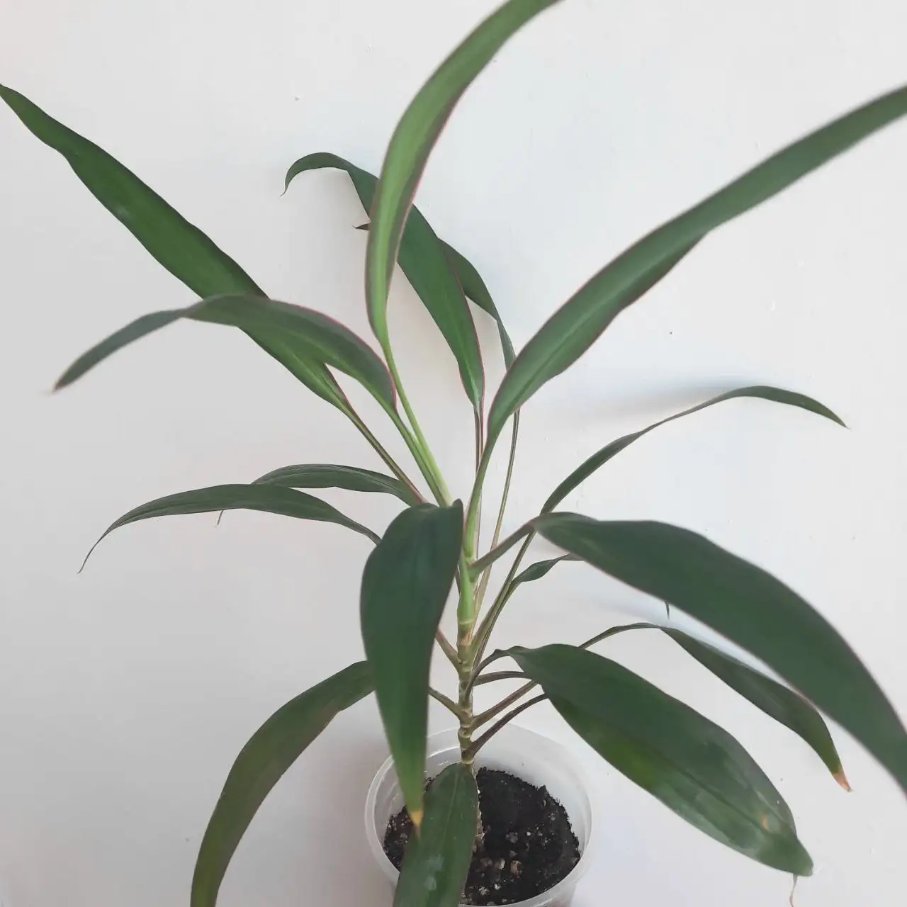 Продажа кордилины верхушечной - Растения (Хобби и отдых) в Уфа