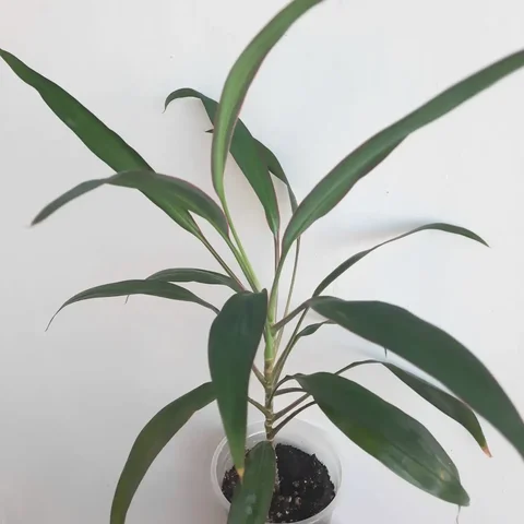 Продажа кордилины верхушечной - Хобби и отдых в Уфа