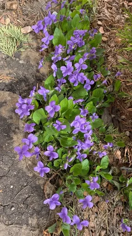 Фиалка садовая многолетняя голубая - Хобби и отдых в Уфа
