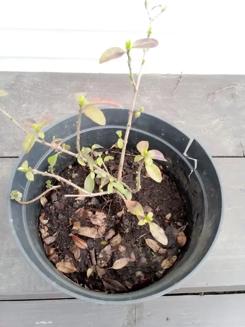 Бирючина в Уфе - Хобби и отдых в Уфа