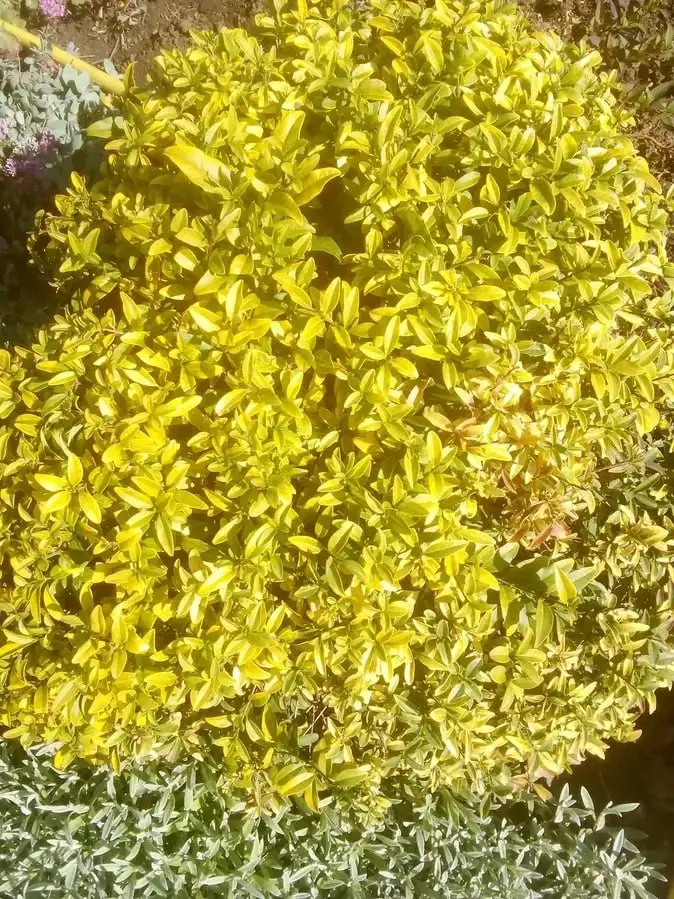 Бирючина в Уфе - Растения (Хобби и отдых) в Уфа