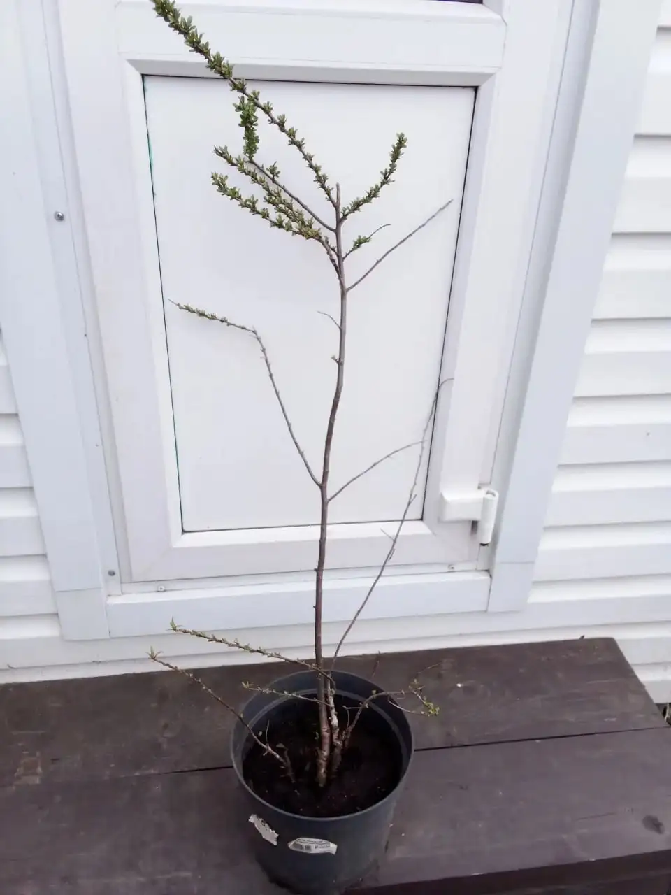 Саженцы облепихи самоопыляемой - Садоводство (Хобби и отдых) в Уфа