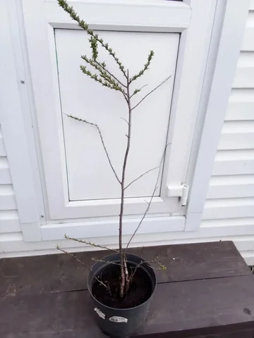 Саженцы облепихи самоопыляемой - Хобби и отдых в Уфа