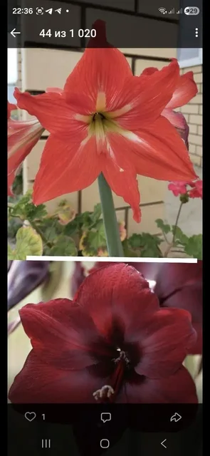 Детки амаралиса - Хобби и отдых в Уфа