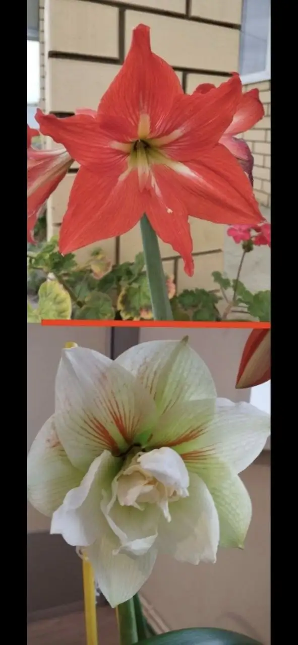 Детки амаралиса - Растения (Хобби и отдых) в Уфа