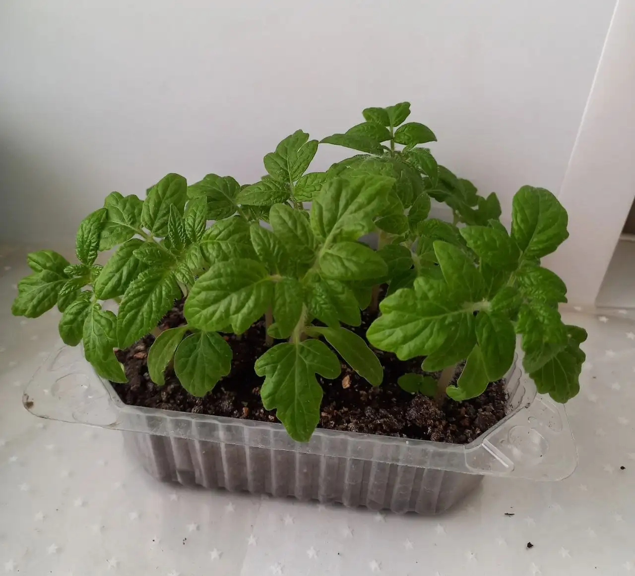 Рассада томатов низкорослые ранние - Рассада (Для дома и дачи) в Уфа