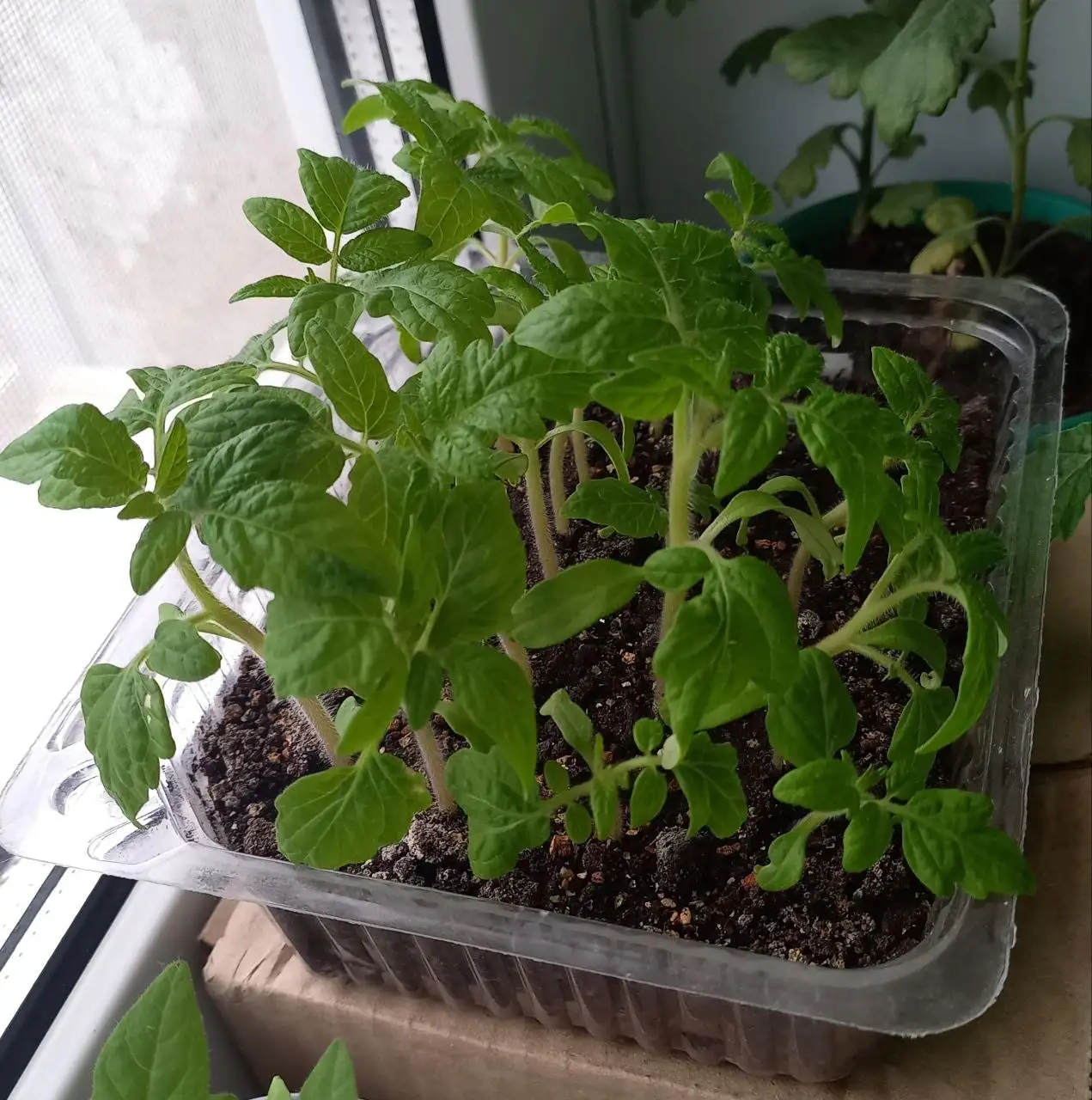 Рассада томатов низкорослые ранние - Рассада (Для дома и дачи) в Уфа