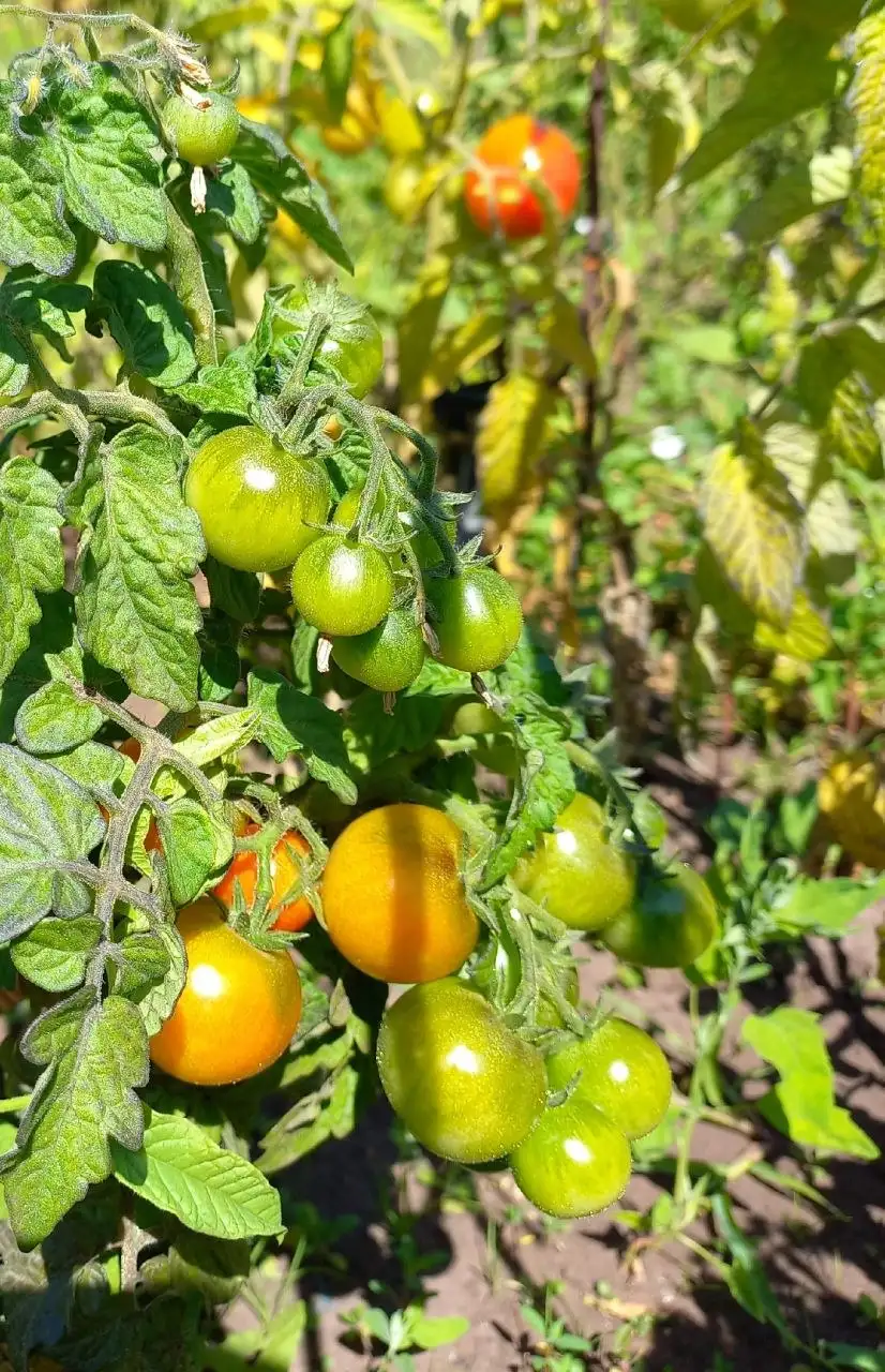 Рассада томатов низкорослые ранние - Рассада (Для дома и дачи) в Уфа