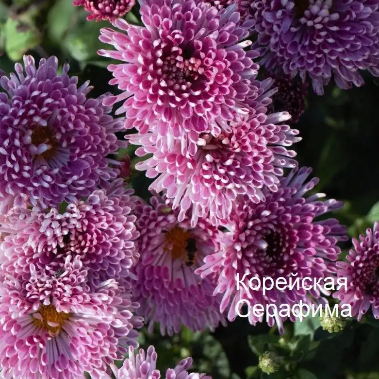 Хризантемы по 80 рублей - Растения в Уфа