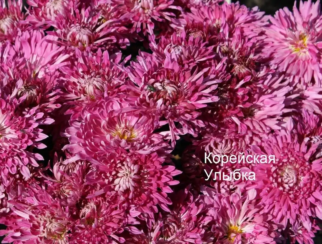 Хризантемы по 80 рублей - Растения в Уфа