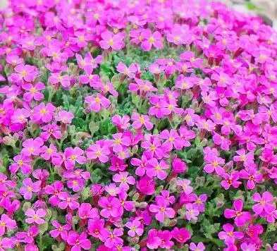 Обриета розовая - Растения (Хобби и отдых) в Уфа