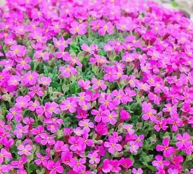 Обриета розовая - Хобби и отдых в Уфа